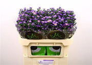 Aster - Aster - Nachtvlinder Nibla