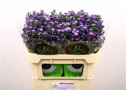 Aster - Aster - Nachtvlinder Nibla
