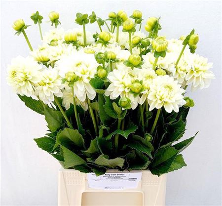 FeedSync:wholesale:827c59dd806639fa9b86411c60b8ccded73c9b12