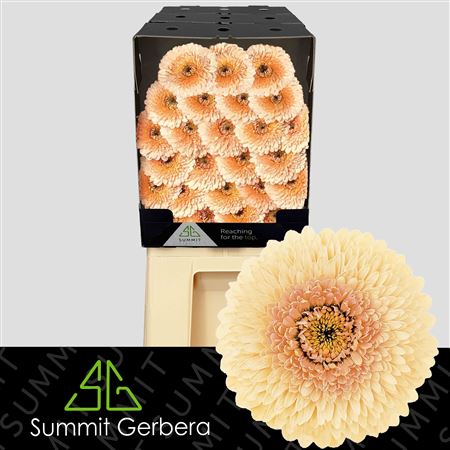 Germini - Gerbera - Sch161008