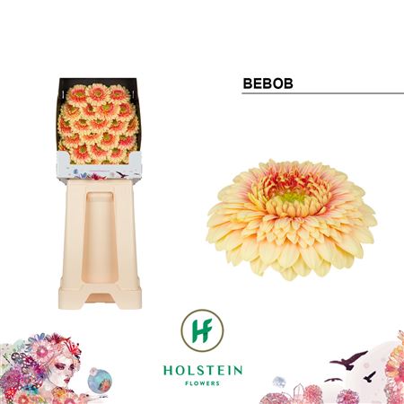 Germini Gerponi Bebob Diamond