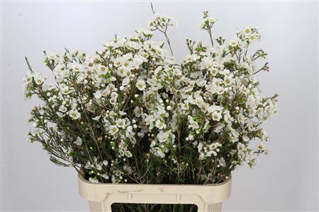 Waxflower - Chamelaucium - Rhiannon