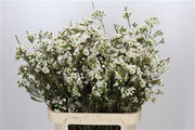 Waxflower - Chamelaucium - Rhiannon