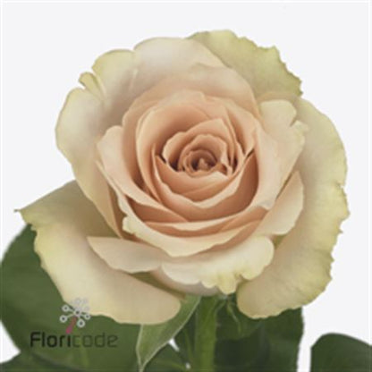 FeedSync:wholesale:f50ab161053e4c7d7797c022dad91d0da5e2f4b5