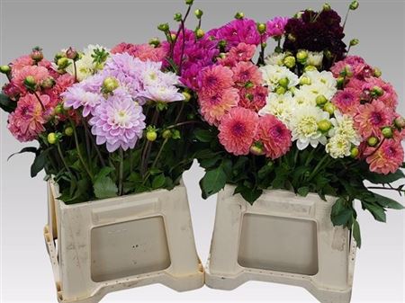 FeedSync:wholesale:ea338081adb5c79178ec8ccd326d9c965b3f6e89