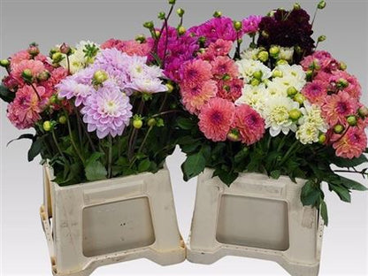 FeedSync:wholesale:ea338081adb5c79178ec8ccd326d9c965b3f6e89