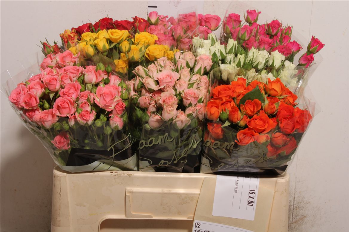 FeedSync:wholesale:0b16510bc43cf343a92f6a10f99c22e33276220f