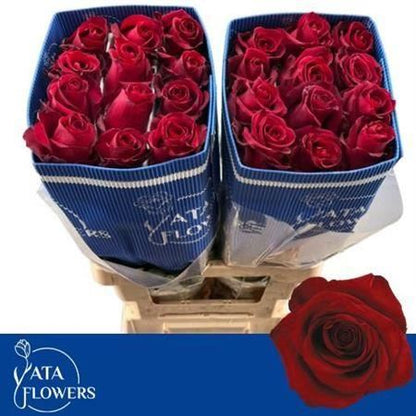 FeedSync:wholesale:675be44885c9a9490a2deed130ce356a19cc2580