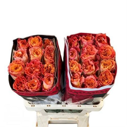 FeedSync:wholesale:156221379665515be6bf32fd204c6a323fe1eade