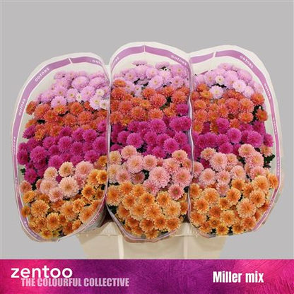 Spray Chrysanthemum - Chrysanthemum - Mixed Santini