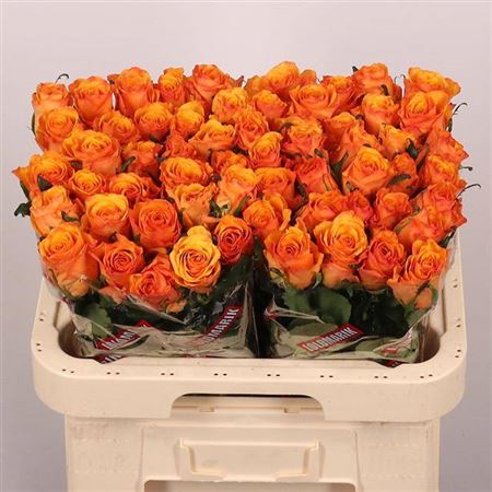 FeedSync:wholesale:0cc19d8f09101be7caa13096e08e970be2a1f439