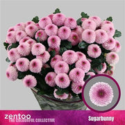 Spray Chrysanthemum - Chrysanthemum (Indicum Grp) - Sugarbunny