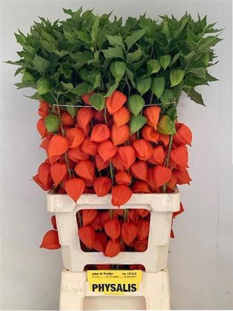 FeedSync:wholesale:fc54a6d5e9b892470c1155e3765887b1354446a7