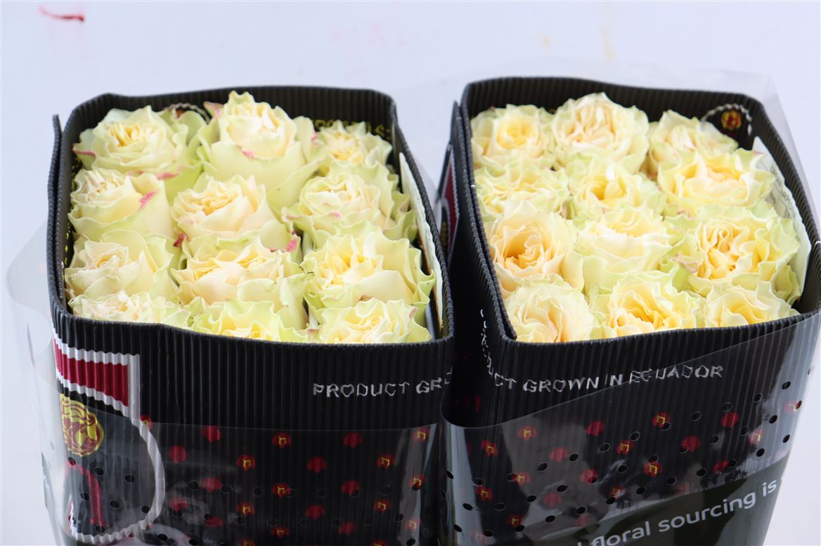 FeedSync:wholesale:08059768ea9e981eabae8e7179ef3603a94885de
