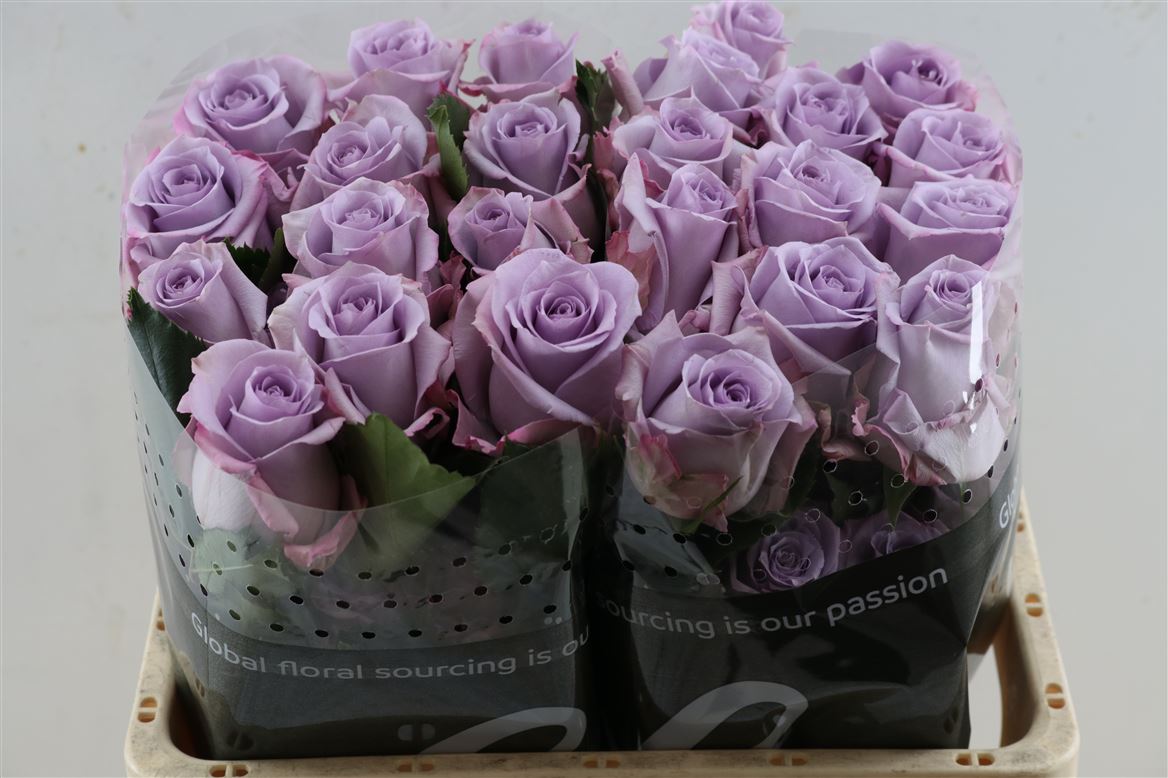 FeedSync:wholesale:05ff99276ce668ca87e4962e98db62f536d107e4