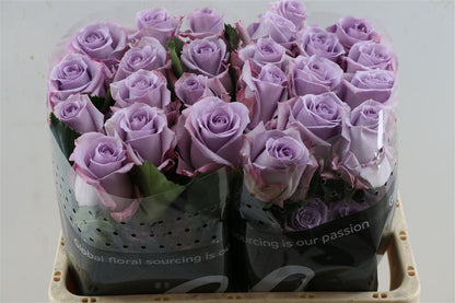 FeedSync:wholesale:05ff99276ce668ca87e4962e98db62f536d107e4