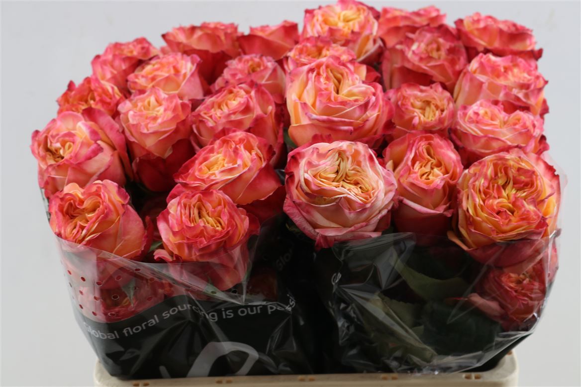 FeedSync:wholesale:e64458a3ae3e20bb1b9fa7cb1c1bc0fa81bb87d7