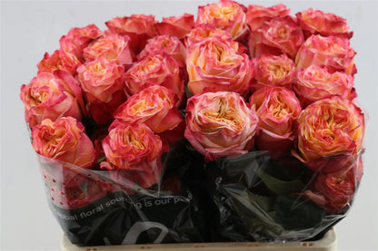 FeedSync:wholesale:e64458a3ae3e20bb1b9fa7cb1c1bc0fa81bb87d7