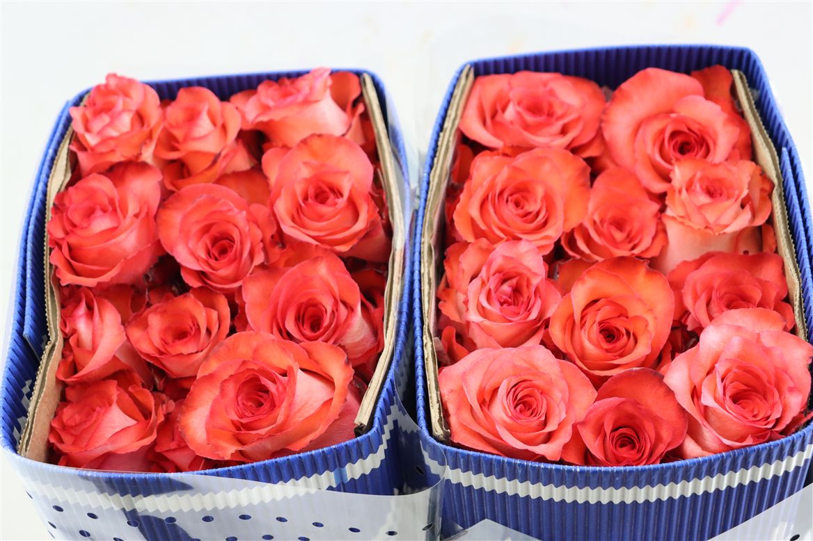 FeedSync:wholesale:d50ff7f36c0ada821695b6a27daf3629078de63b