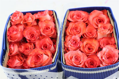 FeedSync:wholesale:d50ff7f36c0ada821695b6a27daf3629078de63b