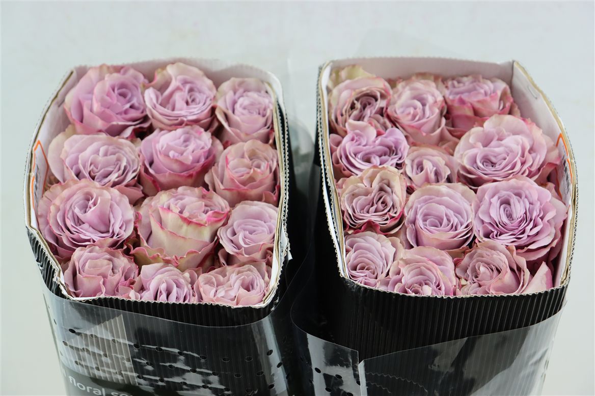 FeedSync:wholesale:5bc9761397f1d8751932eb80ab8e47ae09d25ff9