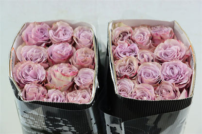 FeedSync:wholesale:5bc9761397f1d8751932eb80ab8e47ae09d25ff9