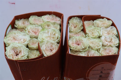 FeedSync:wholesale:8c32d0c08a92611eda38a3d610635cf17e04c9e3
