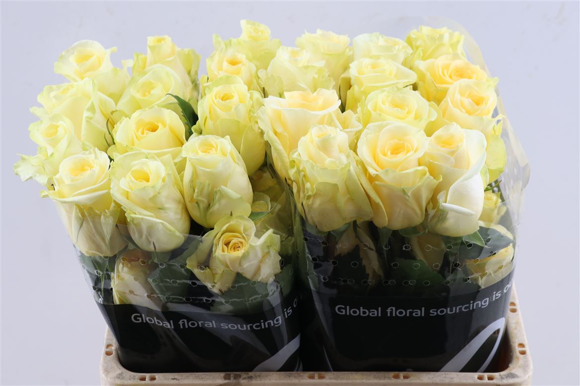 FeedSync:wholesale:4cdf5166054740abd6ef7068315161ea934ca375