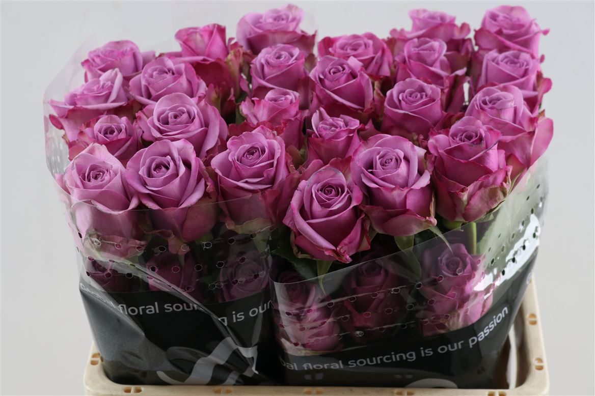 FeedSync:wholesale:a12172f500f982527f0dd90742447d186c7406ff
