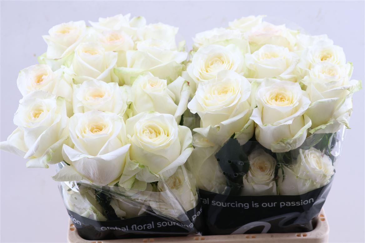 FeedSync:wholesale:b3ffa286530a84ec8b67e3db1645ba29e4bfa43d