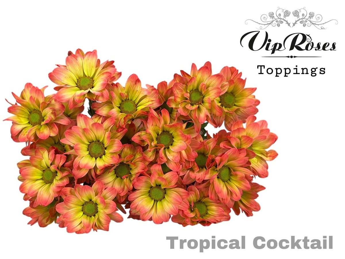 Spray Chrysanthemum - Chrysanthemum - Dekkennedy