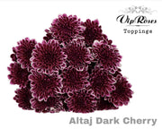 Spray Chrysanthemum - Chrysanthemum (Indicum Grp) - Altaj Dark Cherry