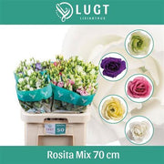 Eustoma - Eustoma russellianum - Mixed