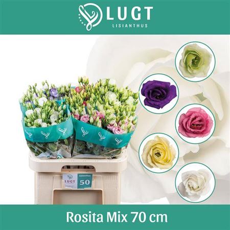 Eustoma - Eustoma russellianum - Mixed