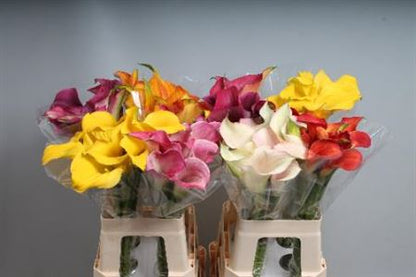 FeedSync:wholesale:10bc756ddce68799375934022b2f30177f8cb113