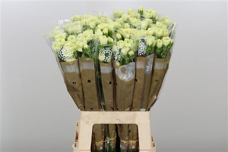 FeedSync:wholesale:f254d57afec4a1d31c3c7a5280375f523956f91a