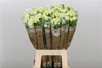 FeedSync:wholesale:f254d57afec4a1d31c3c7a5280375f523956f91a