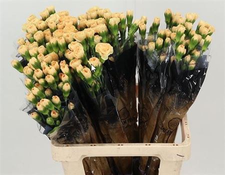 Spray Carnation Dune