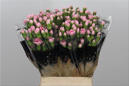 FeedSync:wholesale:825fd922f18fbdab1e98ad734a89bc9de544236a