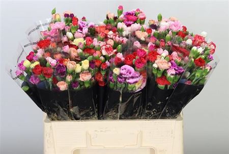 Spray Carnation - Dianthus - Overig