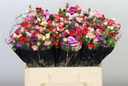Spray Carnation - Dianthus - Overig