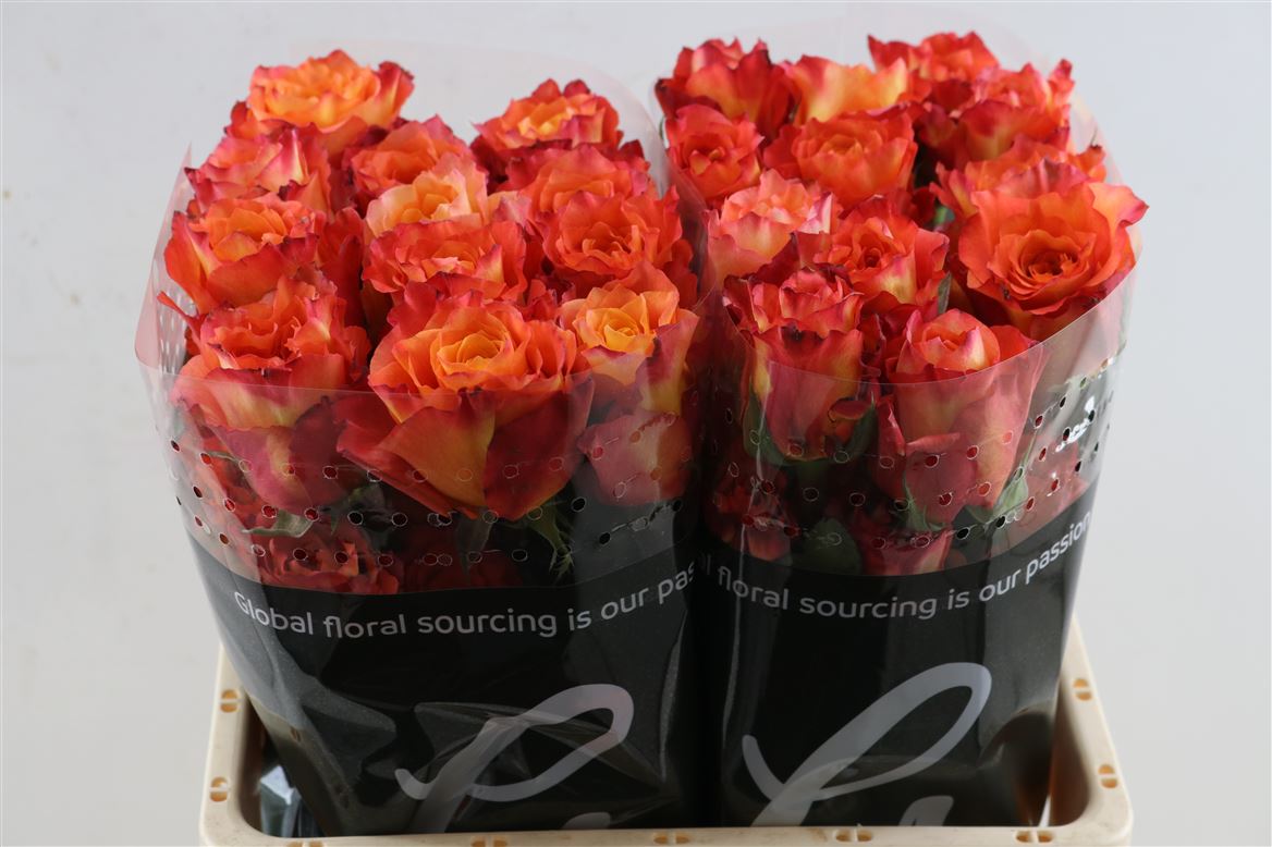 FeedSync:wholesale:fc74ec2366ab7a3ebd5d958666d5435c2676b9f6