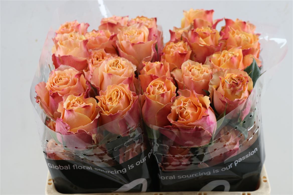 FeedSync:wholesale:dc65ef8ae27dfd887117bfe22d4bf718724a2b8b