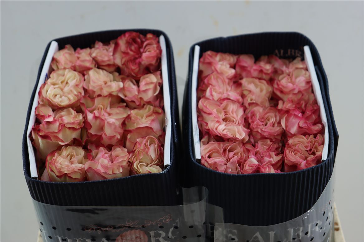 FeedSync:wholesale:c68f92d39d10773e423b74258cf36ae55bb43b76