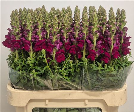 FeedSync:wholesale:f12dc4528c3d24da7738de6b701f034bc6280185