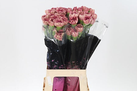 Carnation Vortex