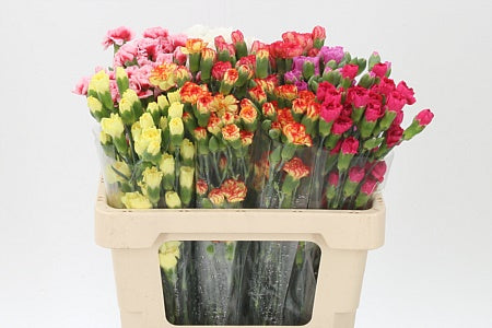 FeedSync:wholesale:80bda418d4fb1da370d6de533a7afa09b97616e4
