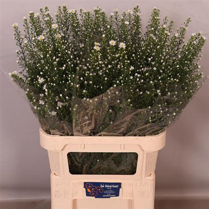 White Monte Casino Aster – 80cm Cut Stems