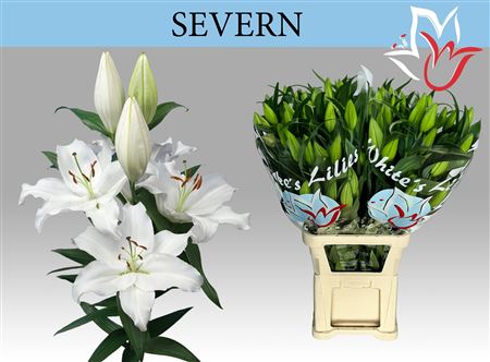 Lily Severn (OR) (10 Stems)