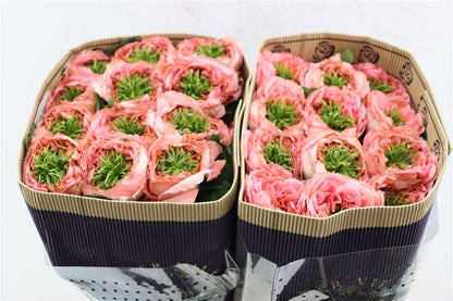 FeedSync:wholesale:da67231252d8454a63c66b62037abdff2dcbf16d